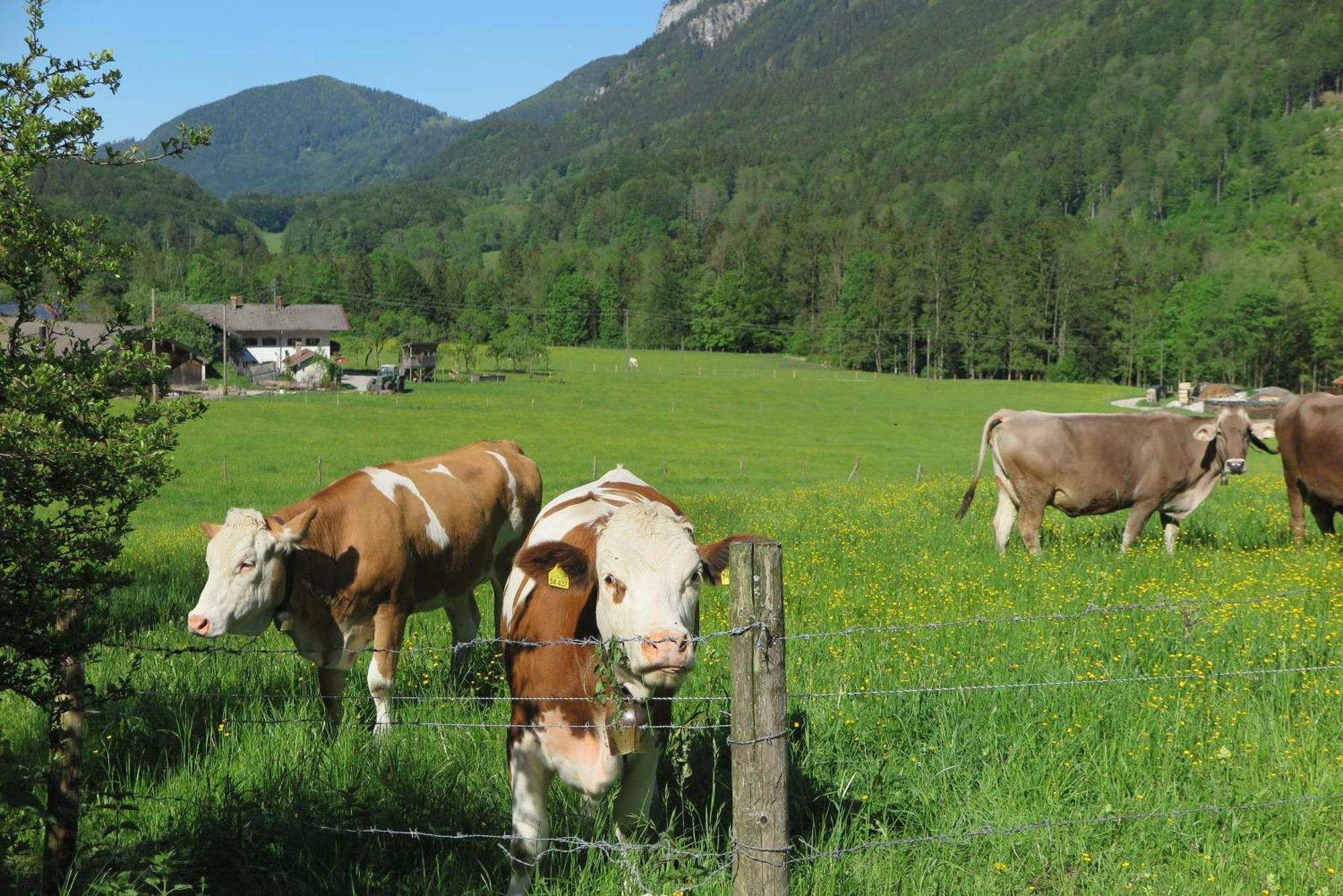 Ferienwohnungen Haus Waldwinkel Aschau im Chiemgau Zewnętrze zdjęcie